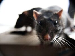 rats